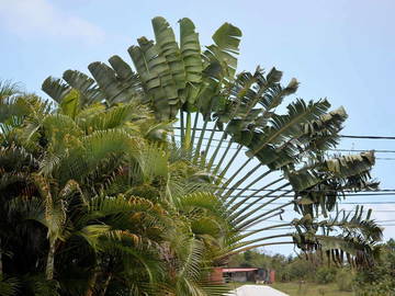 Chambre Chez L'habitant Le Moule 166646-5