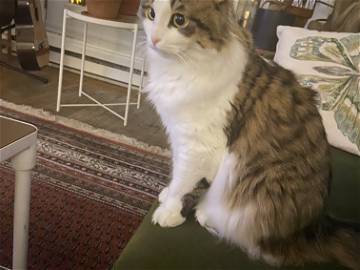 Chambre Chez L'habitant Montréal 268075-7