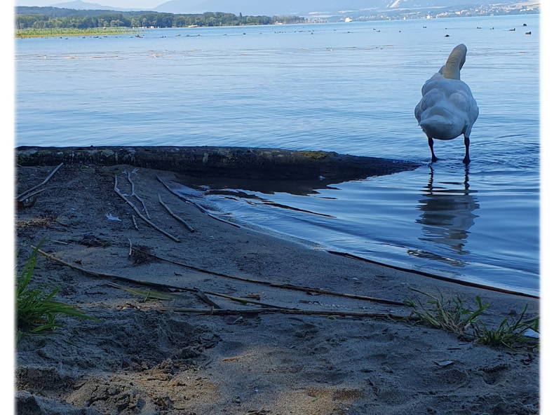 Homestay Cheyres-Châbles 582640-2