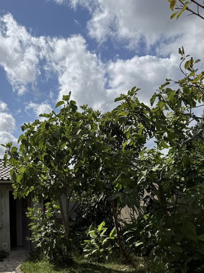 Logement Entier Le Blanc-Mesnil 659568