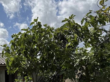 Logement Entier Le Blanc-Mesnil 659568-15