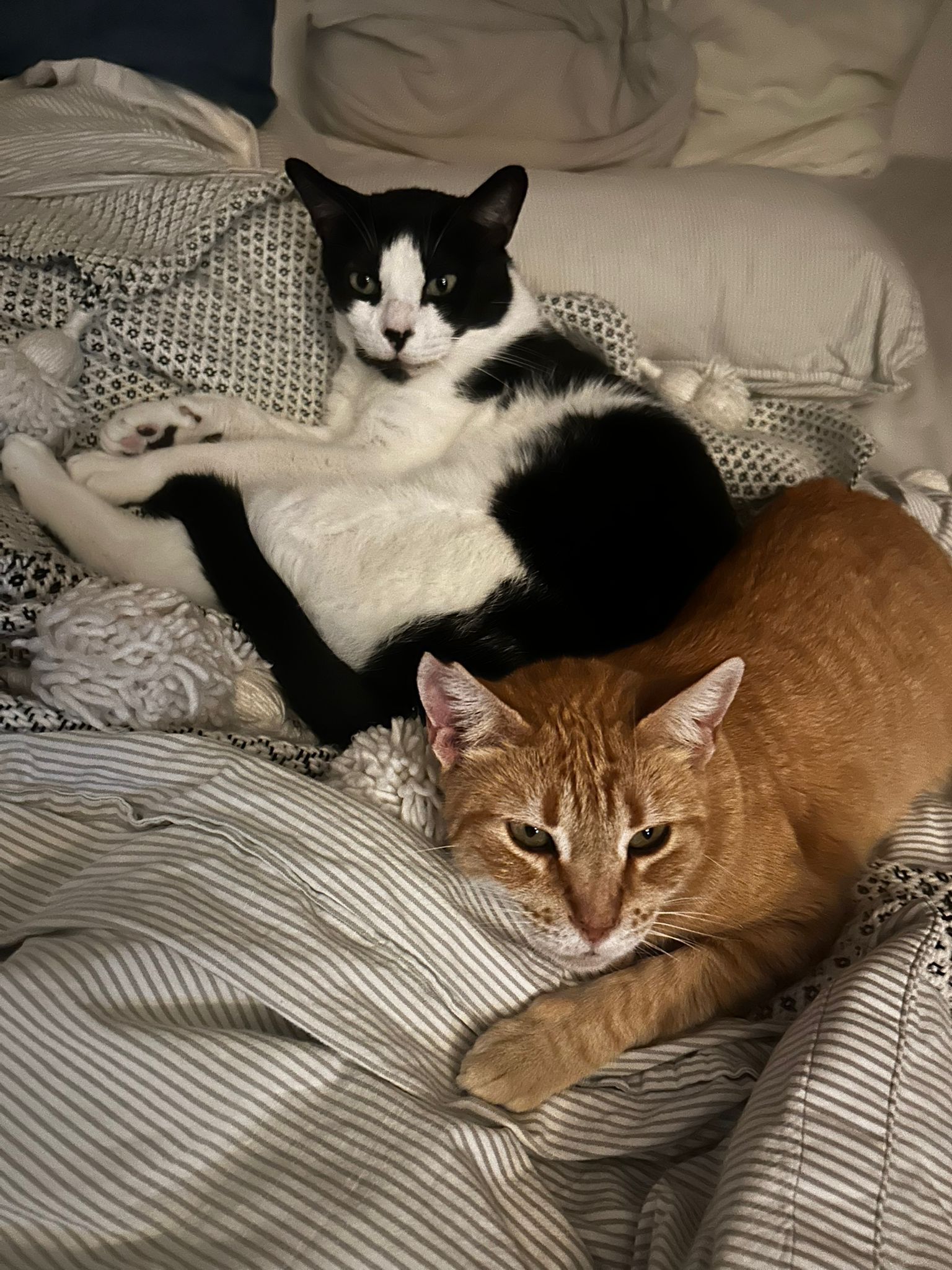 Järjestäminen Barcelona 265006