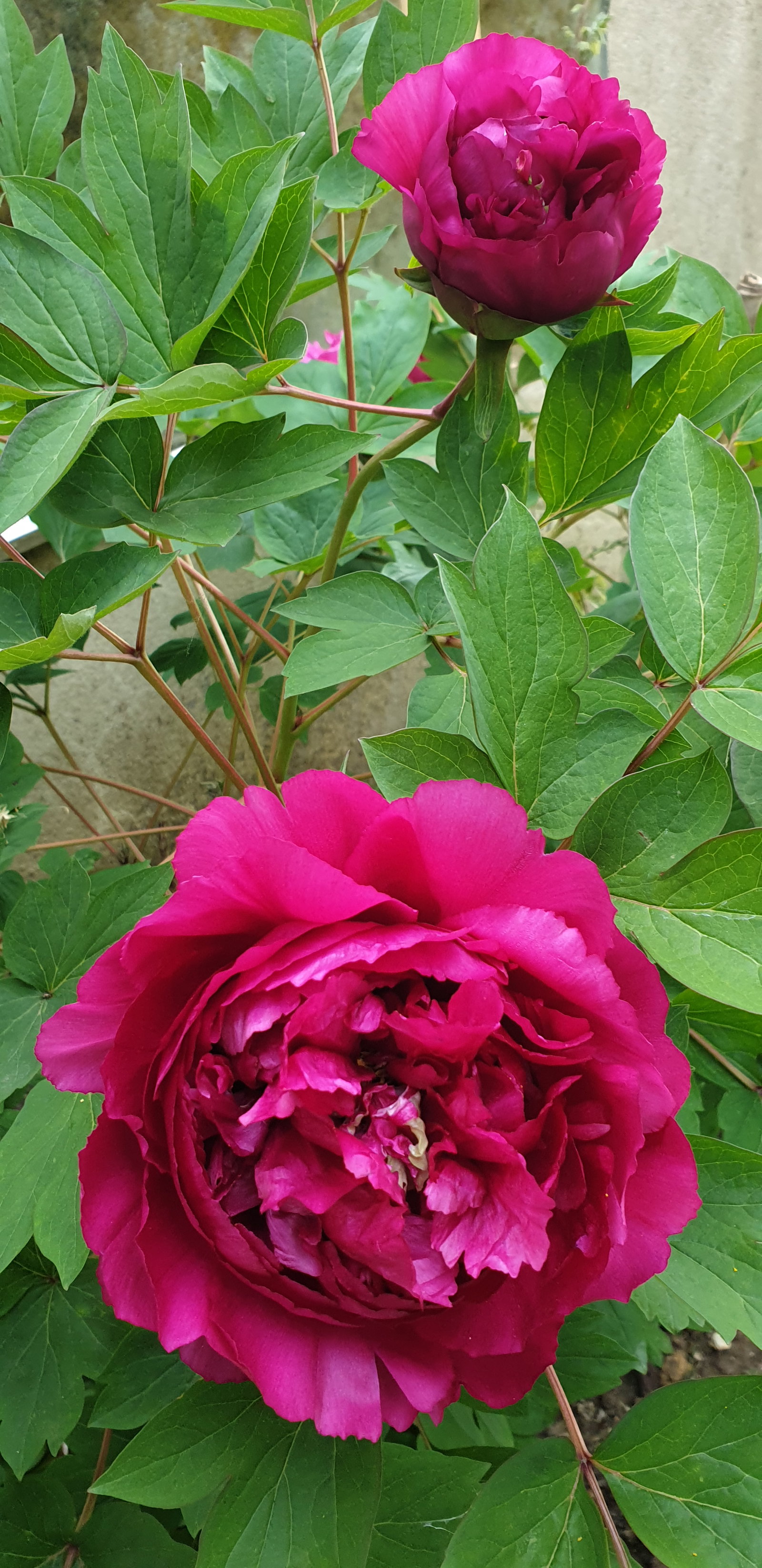 Gastgezin Champigny-sur-Marne 662800