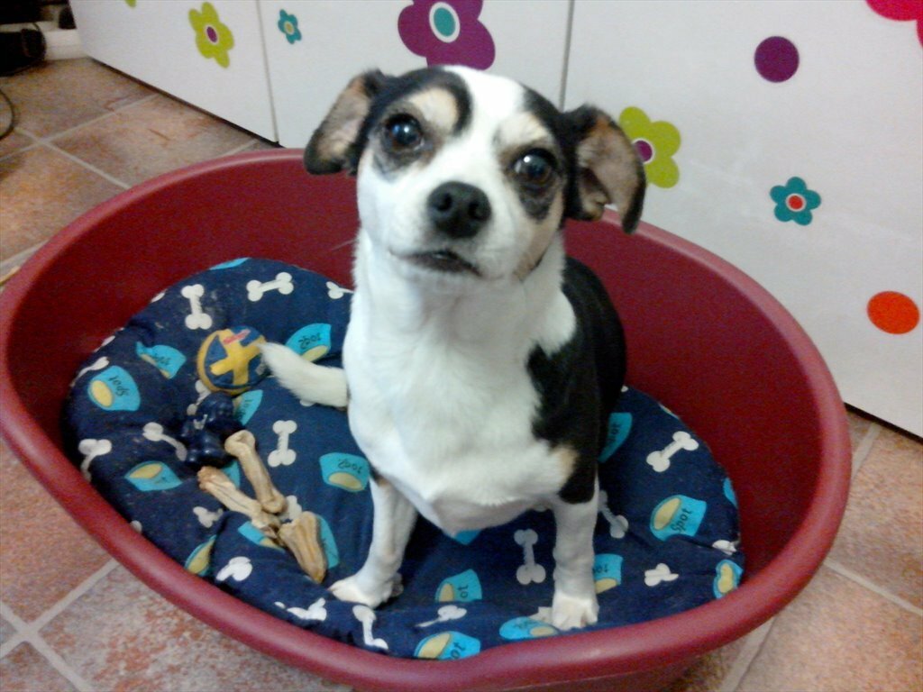 Gastgezin Colombes 216223