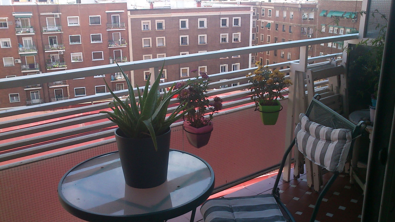 Kolokasie Madrid 106552