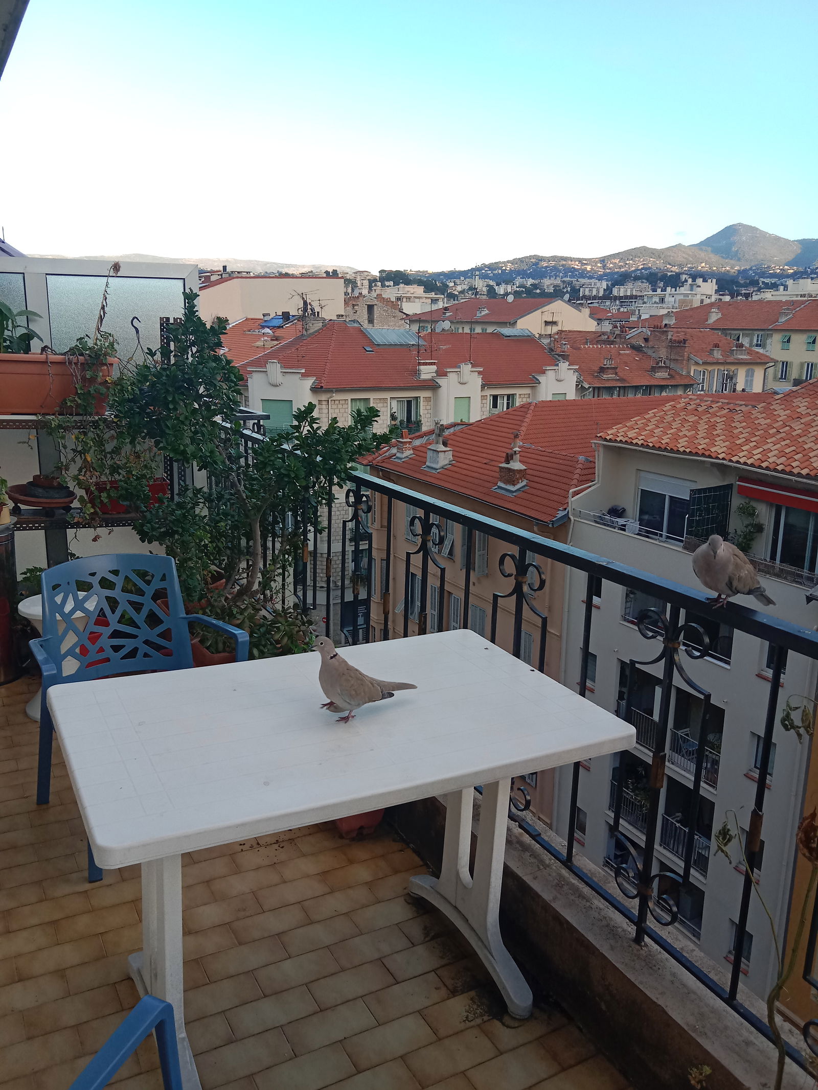 Colocatie Nice 91279