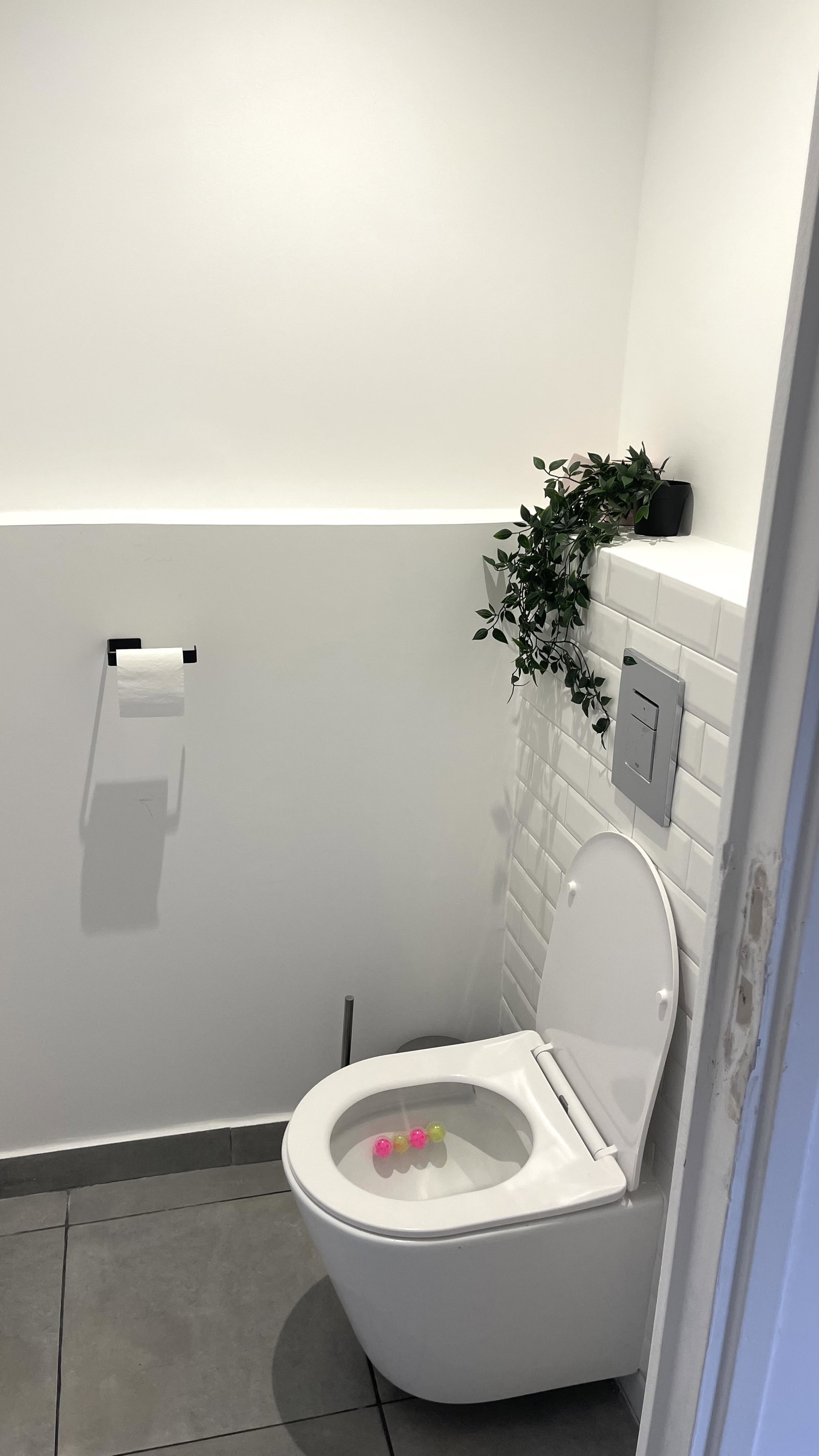 Kolokasie Loos 641402