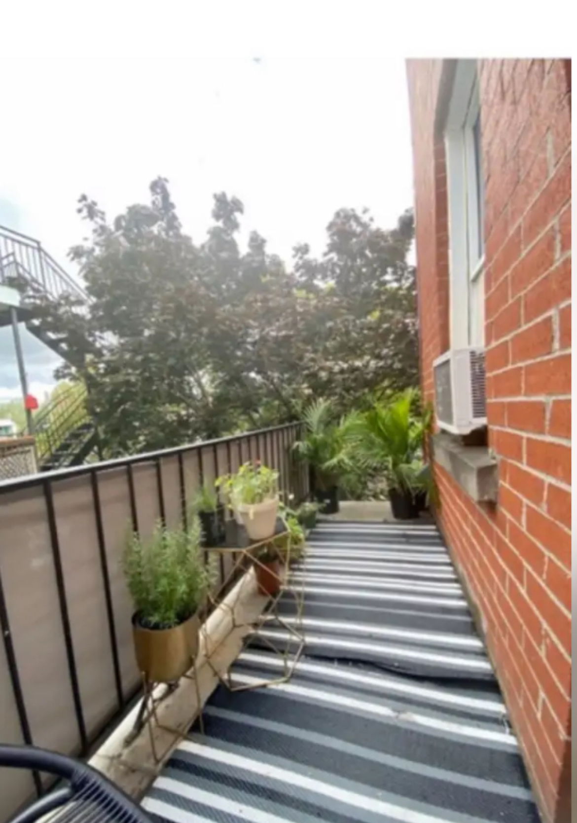 Kolokasie Montréal 603038