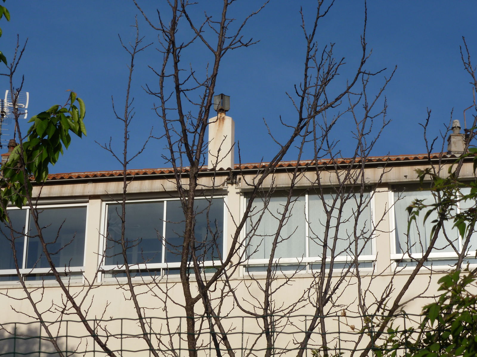 Kolokasie Hyères 238202