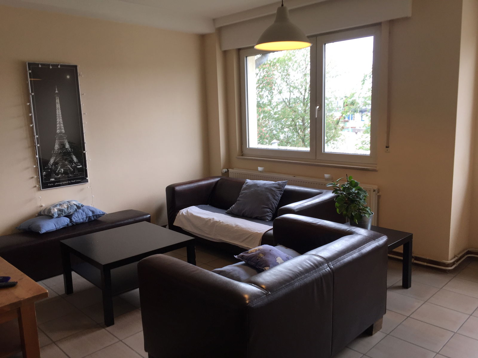 Kolokasie Luxembourg 249667