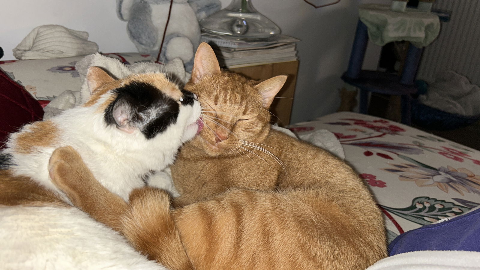 Gastgezin Avignon 567006