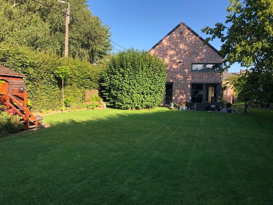 Kolokasie Héron 603883