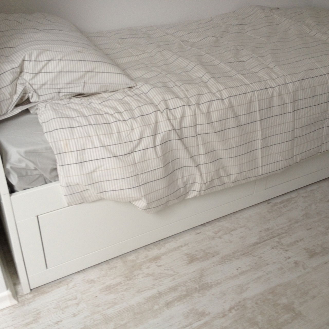 Kolokasie Willstätt 449887