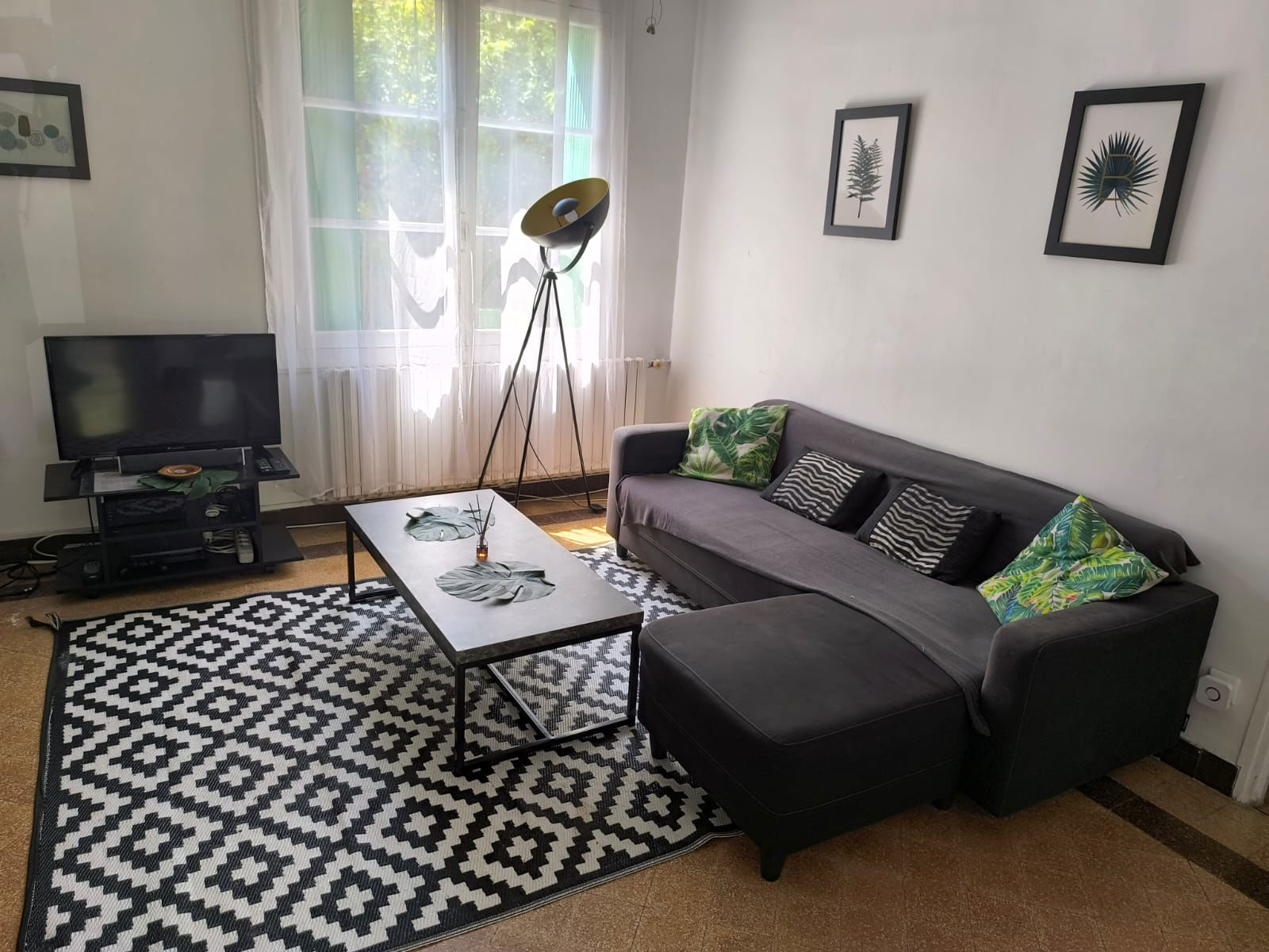 Kolokasie Montpellier 546447