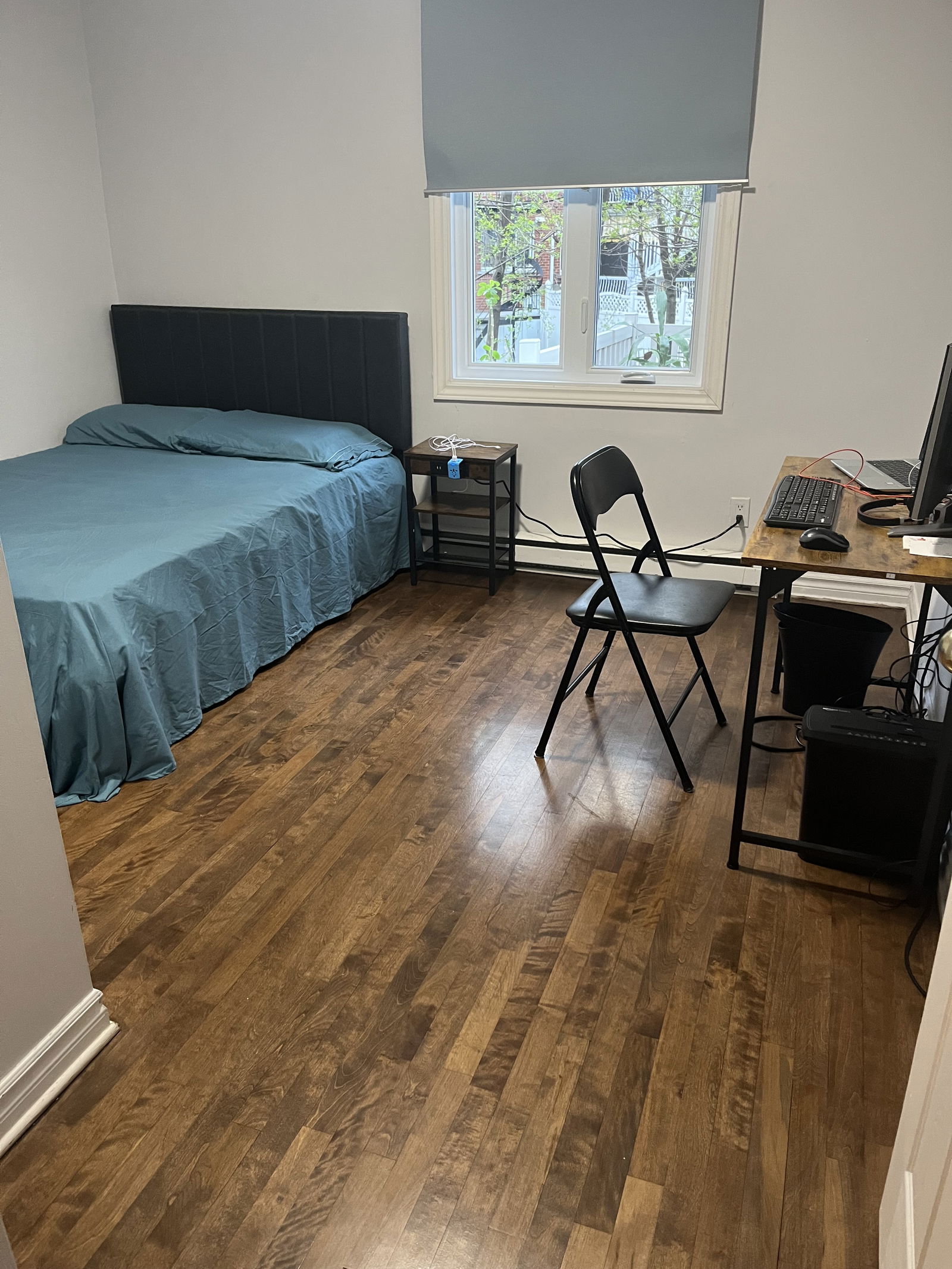 Kolokasie Montréal 558647