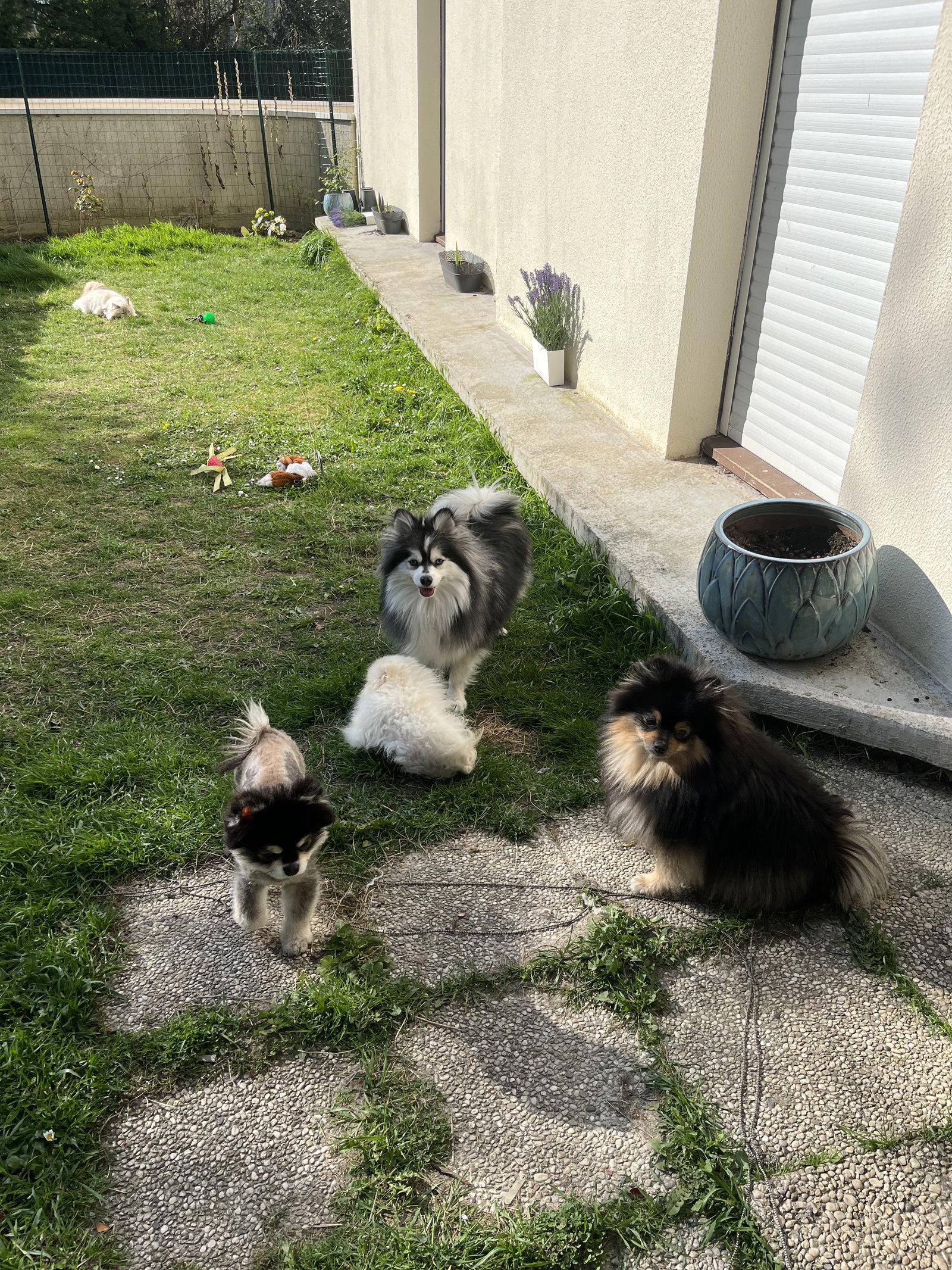 Kolokasie Le Chesnay-Rocquencourt 409303