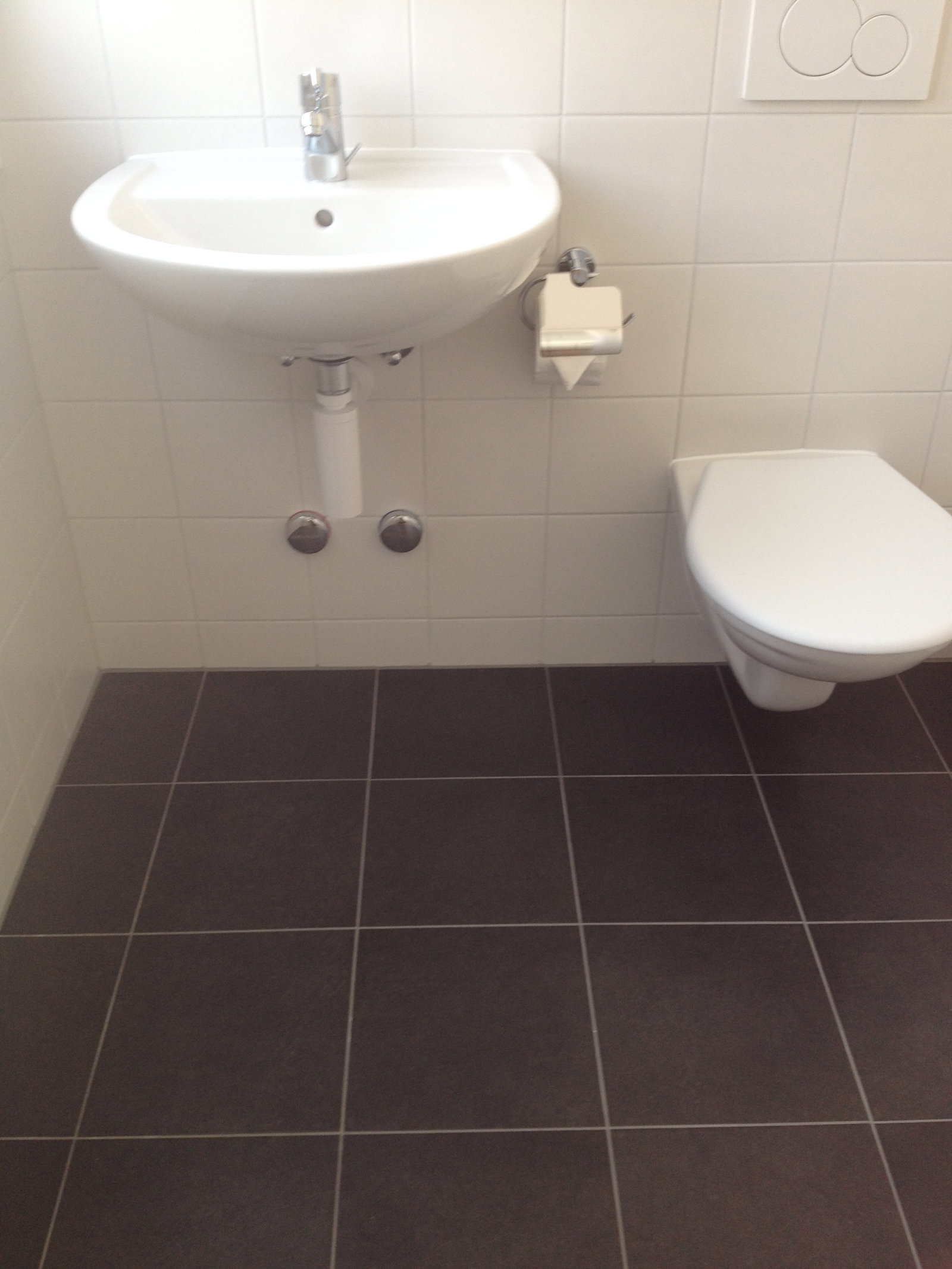 Kolokasie Echandens 105003