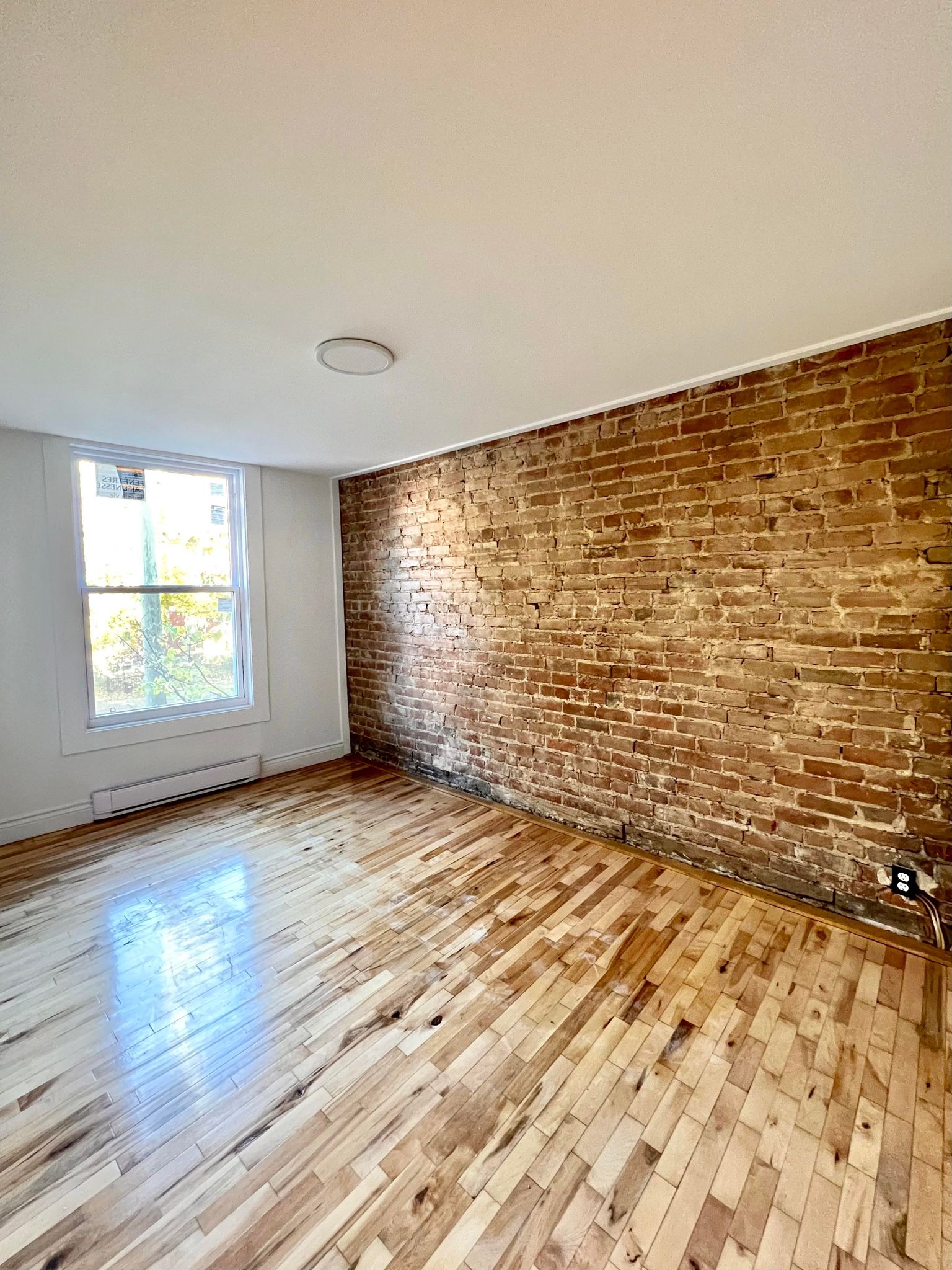 Kolokasie Montrã©Al 583457