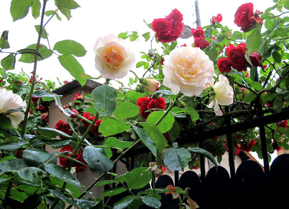 Gastgezin Versailles 177022