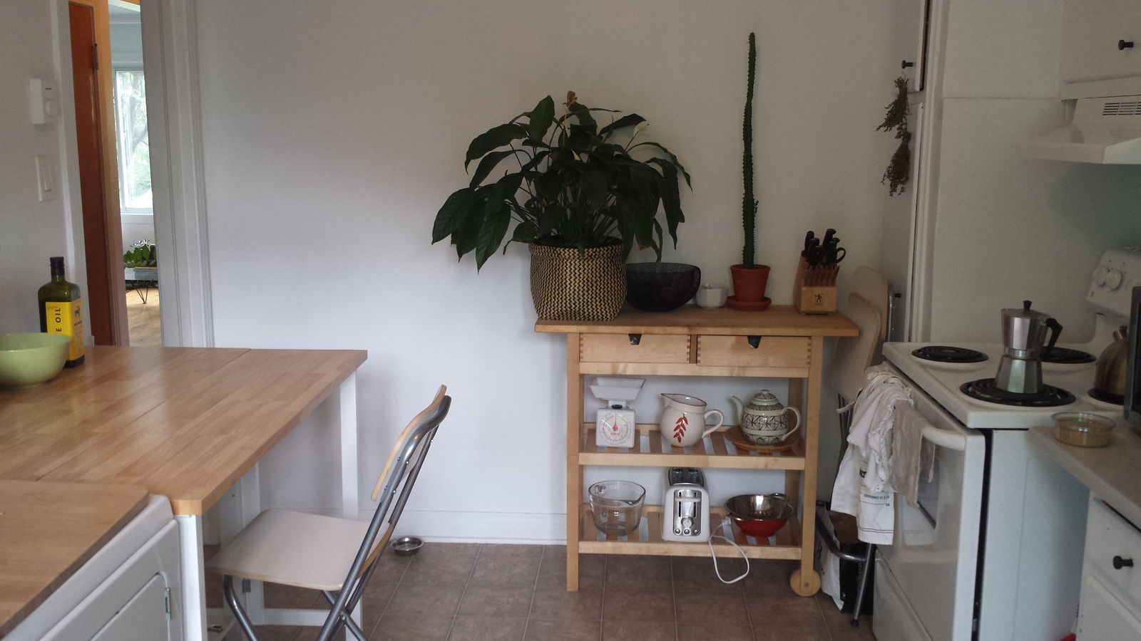 Kolokasie Montréal 124074