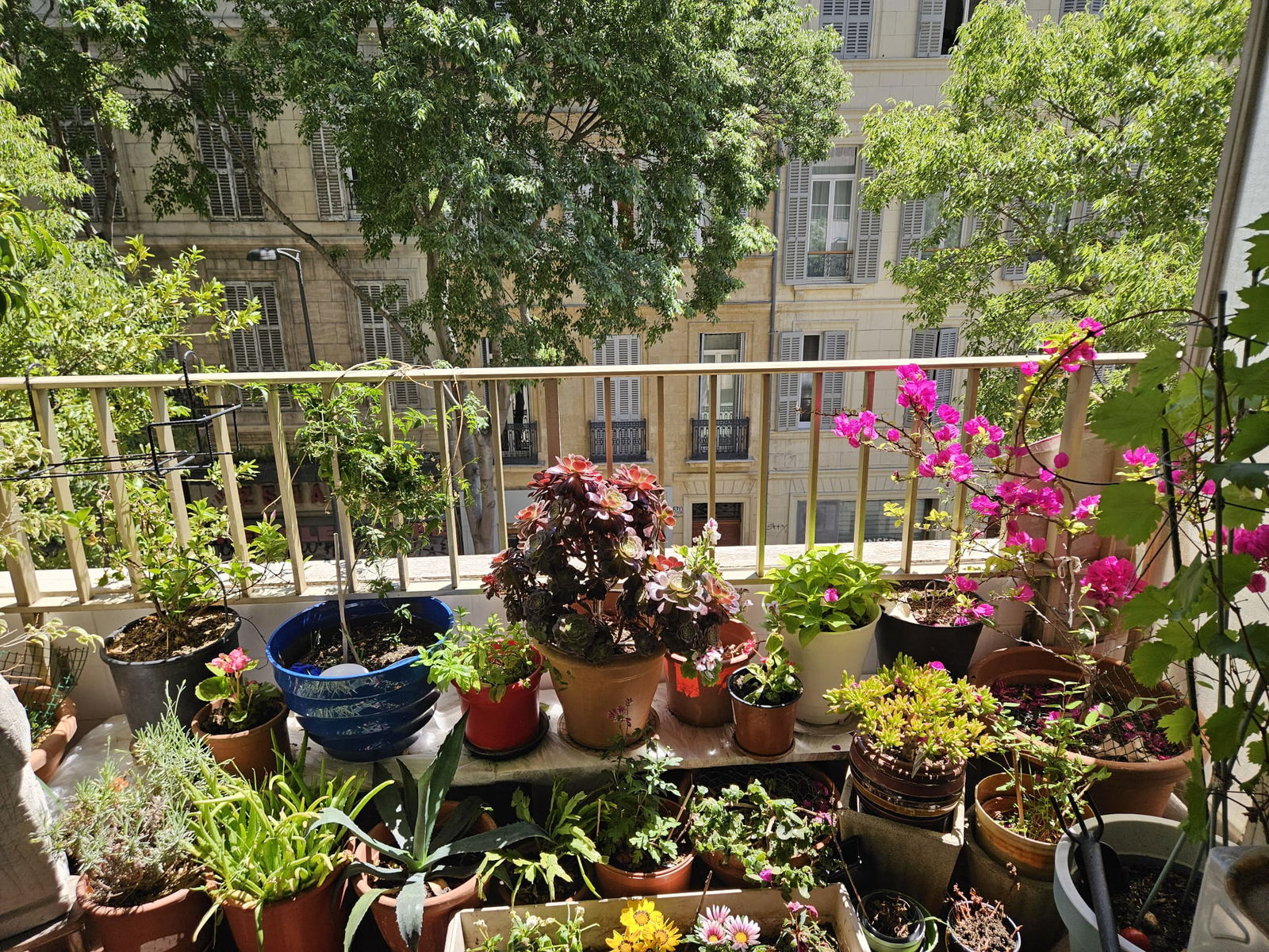 Gastgezin Marseille 377562