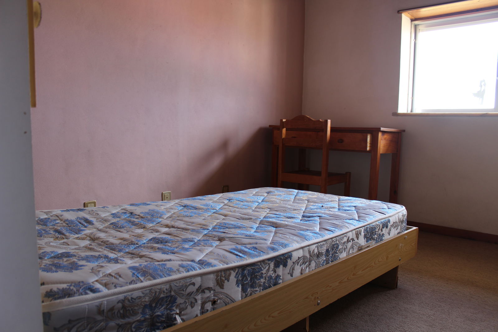 Kolokasie Coimbra 181685