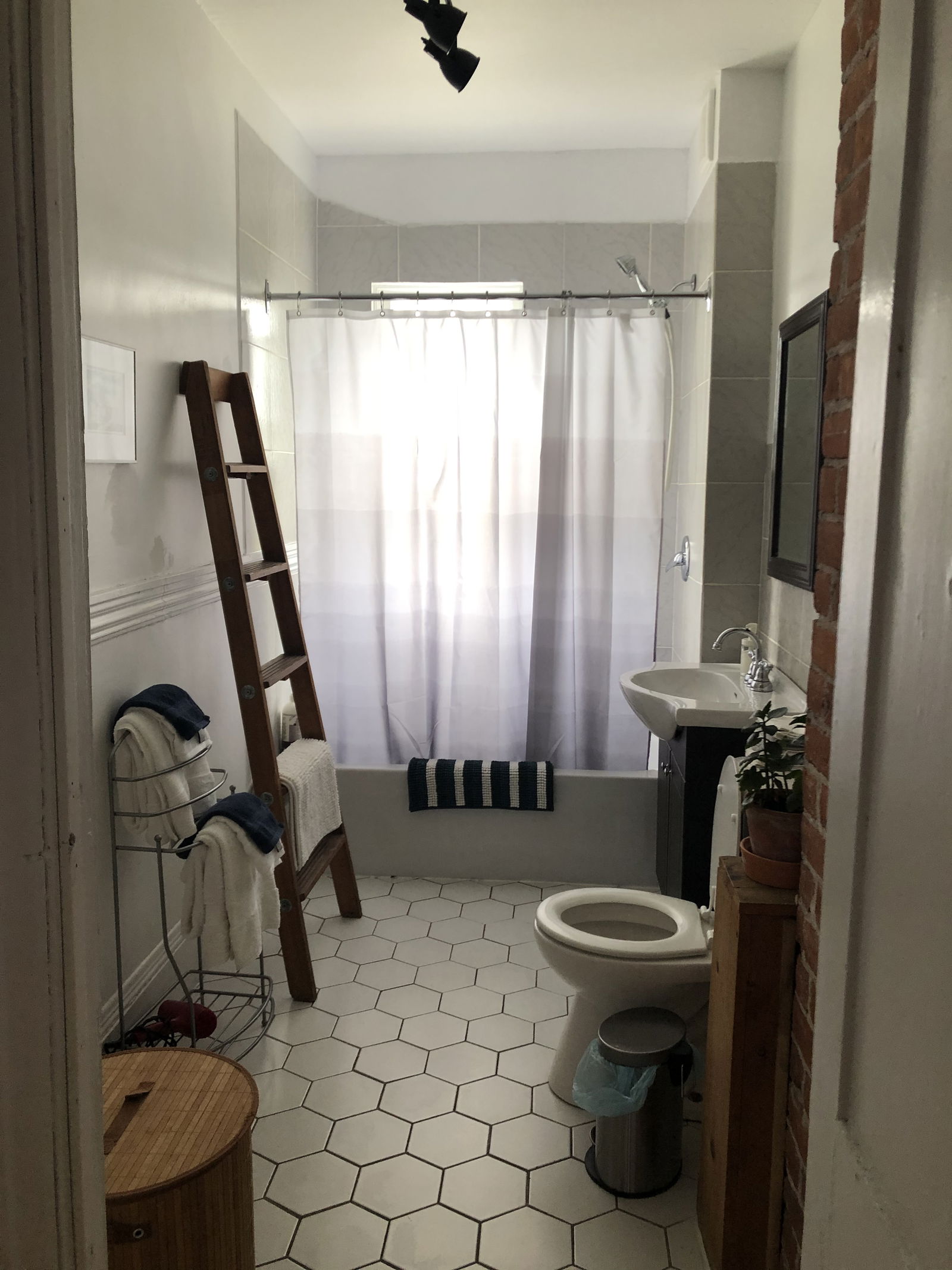 Kolokasie Sherbrooke 636344