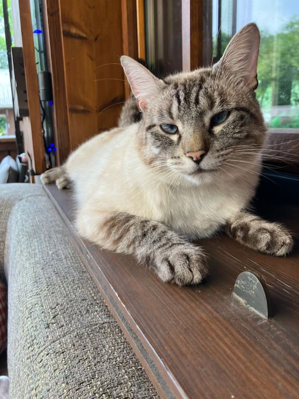 Gastenkamers Morillon 581722