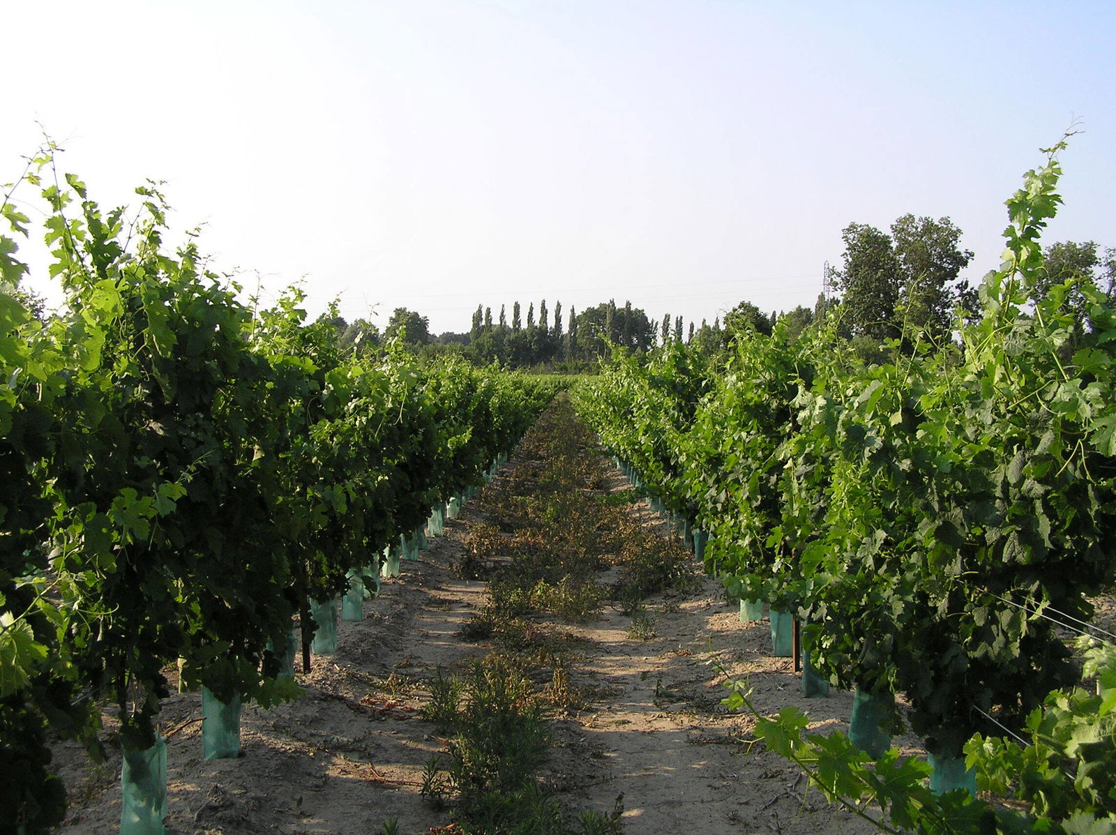 Tuisverblyf Jonquières-Saint-Vincent 257353