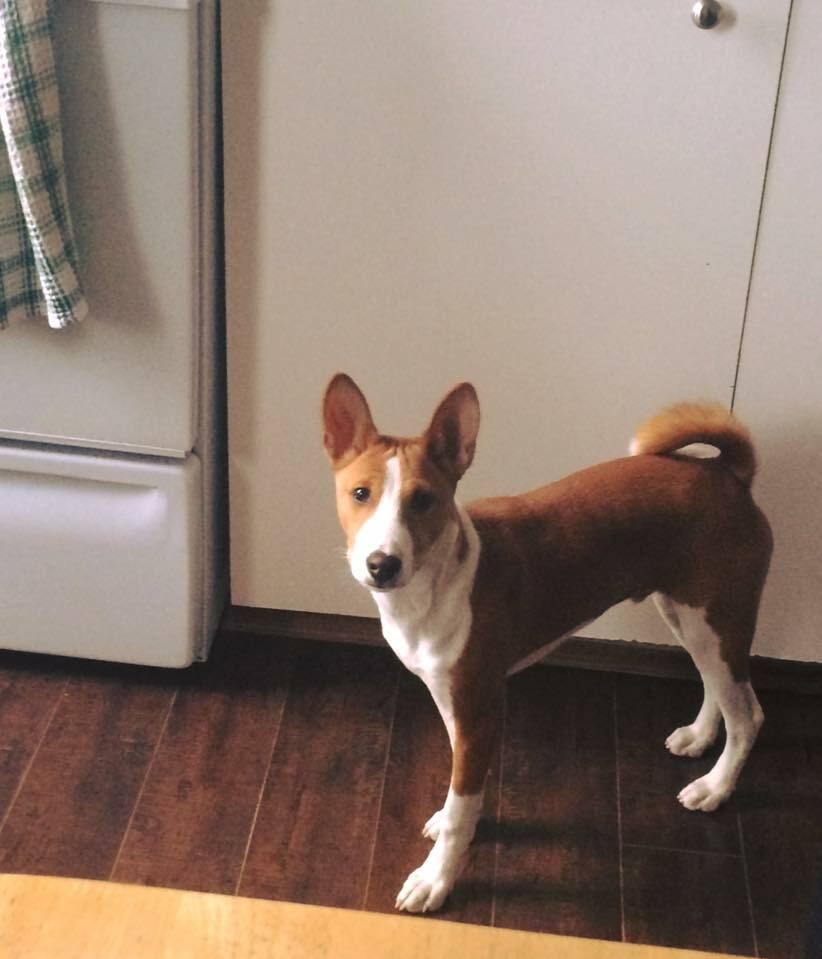 Kolokasie Montréal 133039