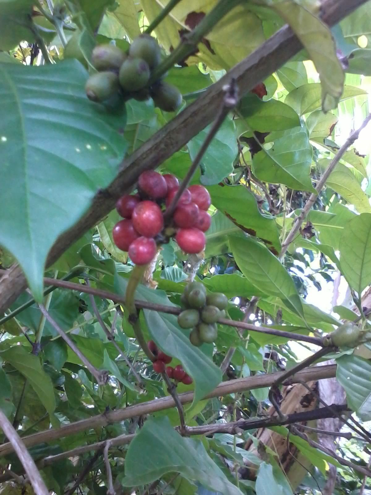 Gastgezin Martinique 67506