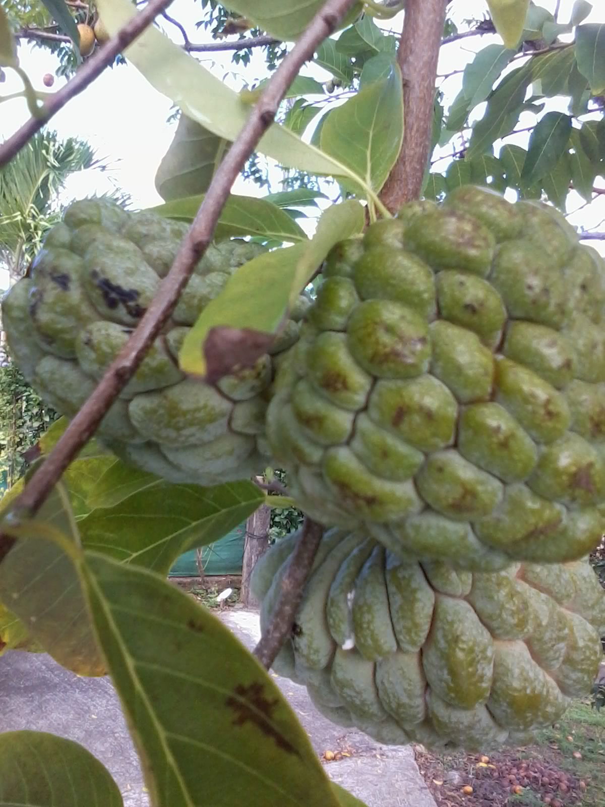 Tuisverblyf Martinique 67506