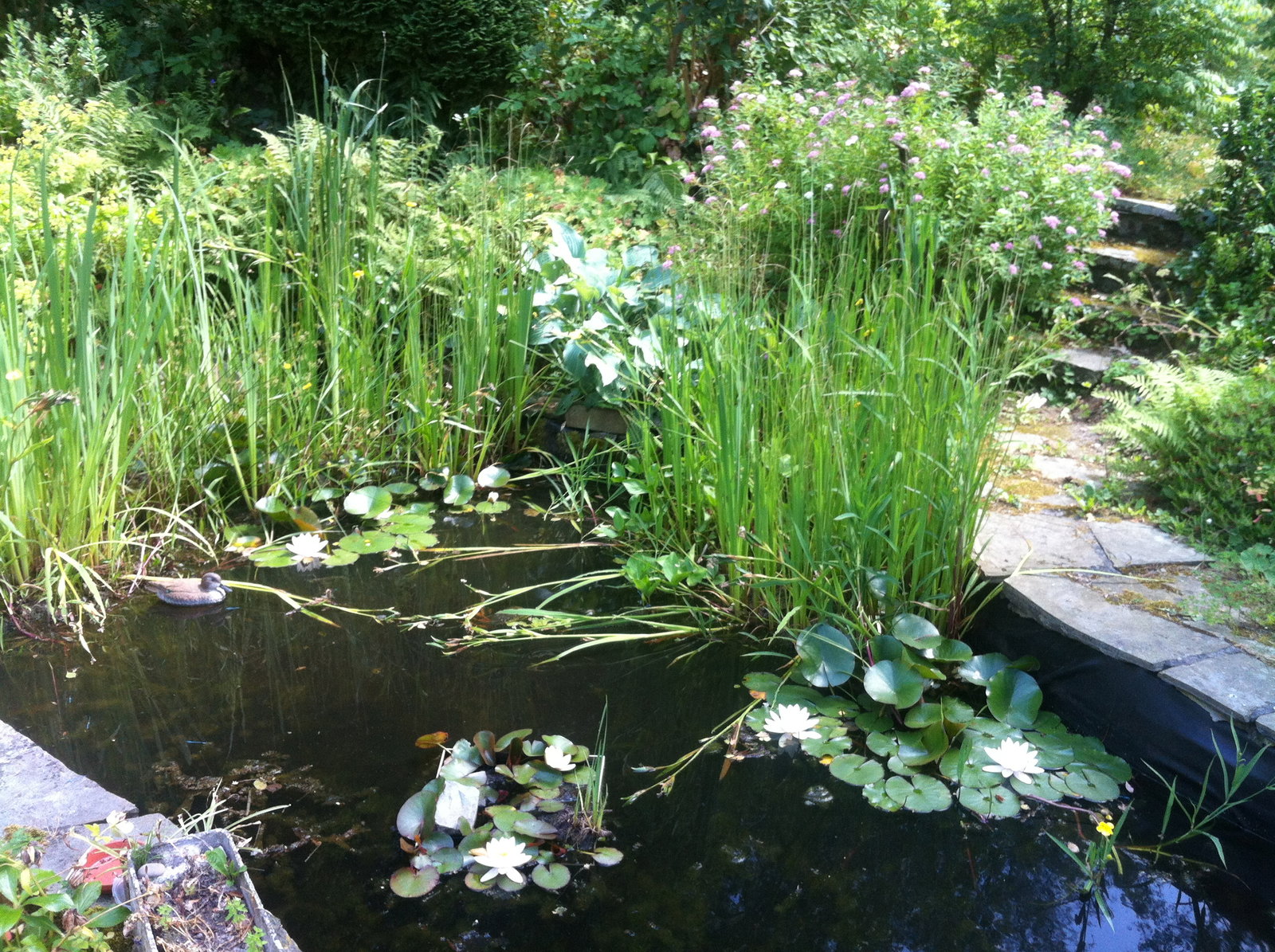 Gastgezin La Hulpe 181774