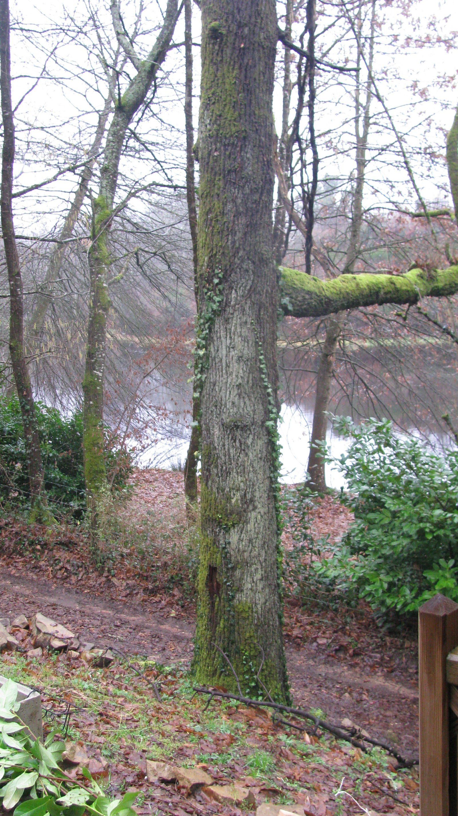 Onafhanklike Ateljee Thouron 194662