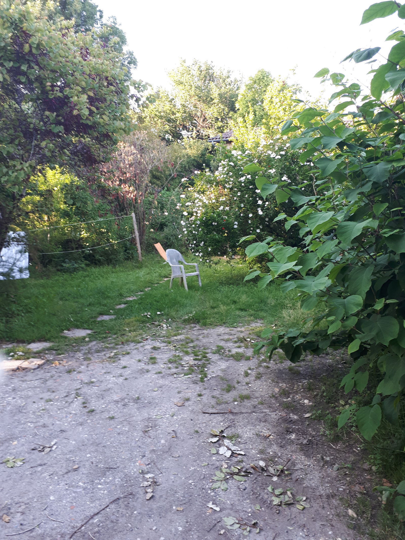 Kolokasie Cadaujac 394419