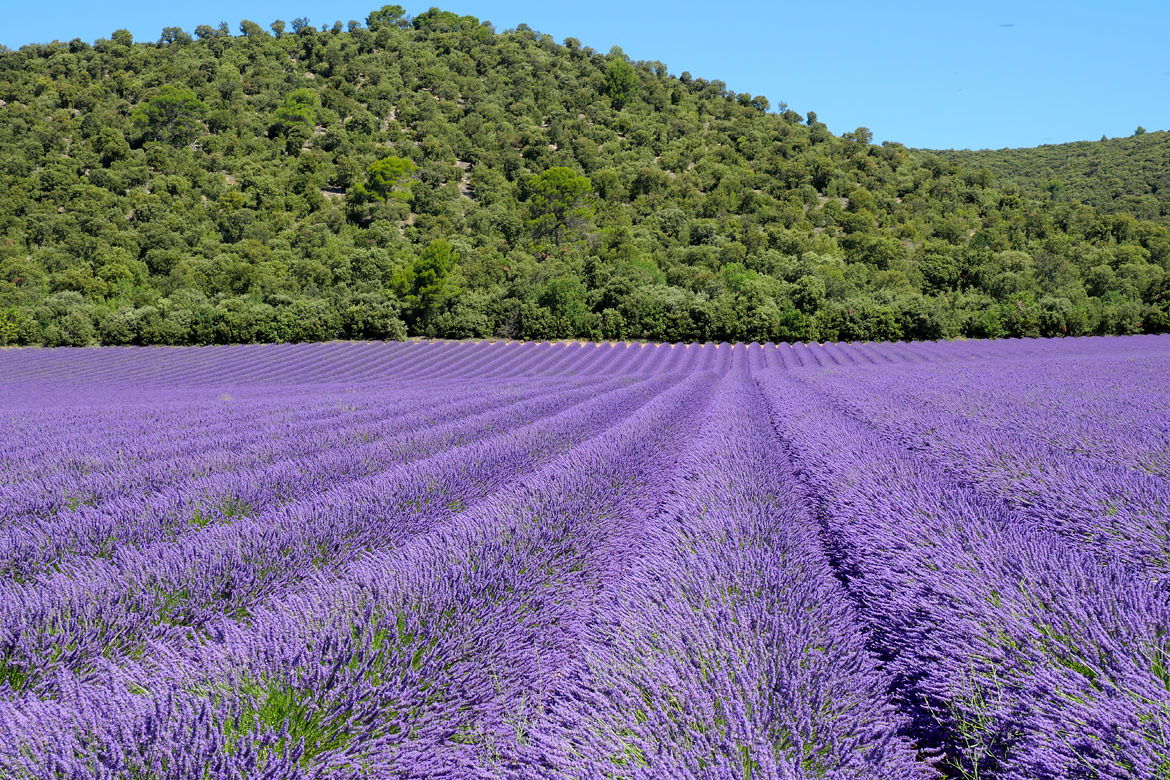 Uafhængigt Studie Riez 256609
