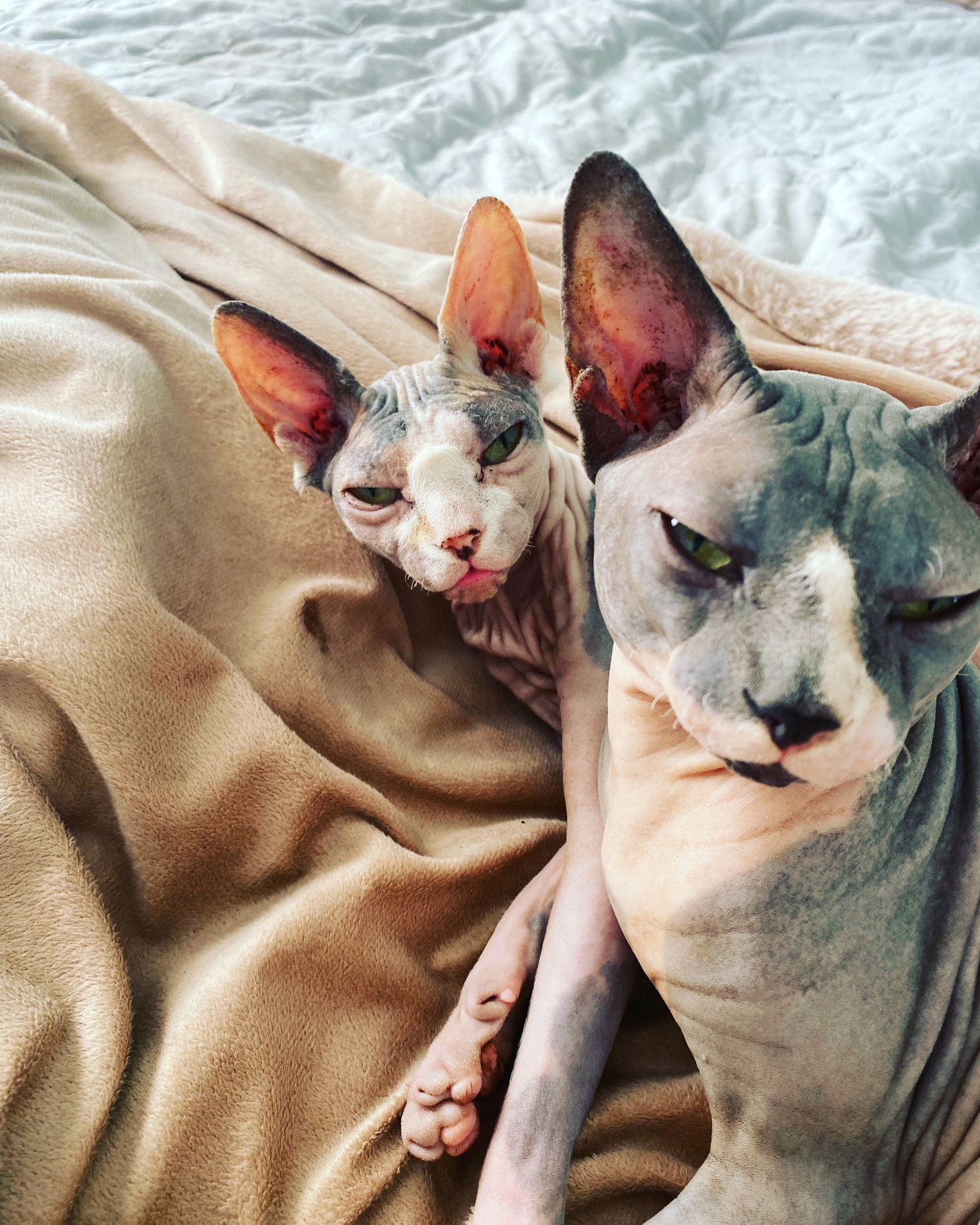 Kolokation Mantes-la-Jolie 265737