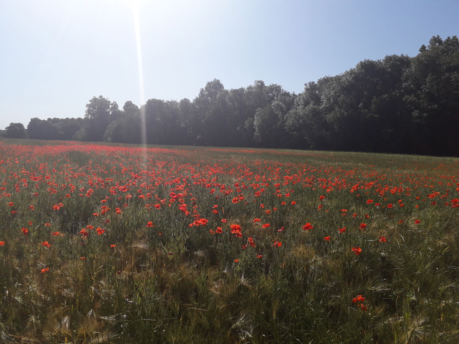 Gastfamilie Saint-Maurice-Montcouronne 245389