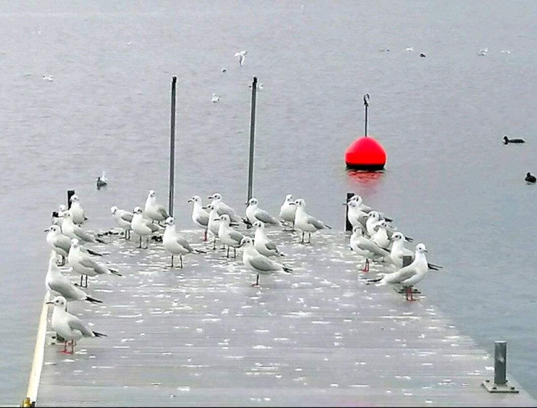 Kotimajoitus Morges 244652