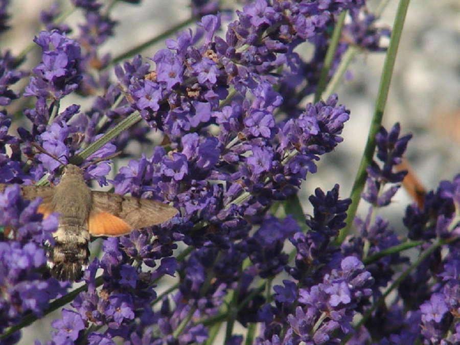 Camere Per Gli Ospiti Le Dorat 30121