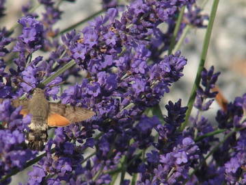 Chambre D'hôte Le Dorat 30121-7