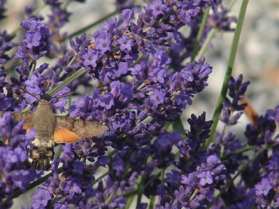Gästezimmer Le Dorat 30121