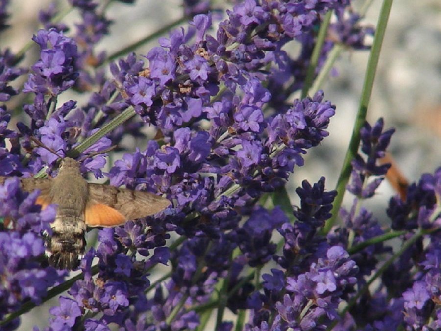 Chambres D'hôtes Le Dorat 30121