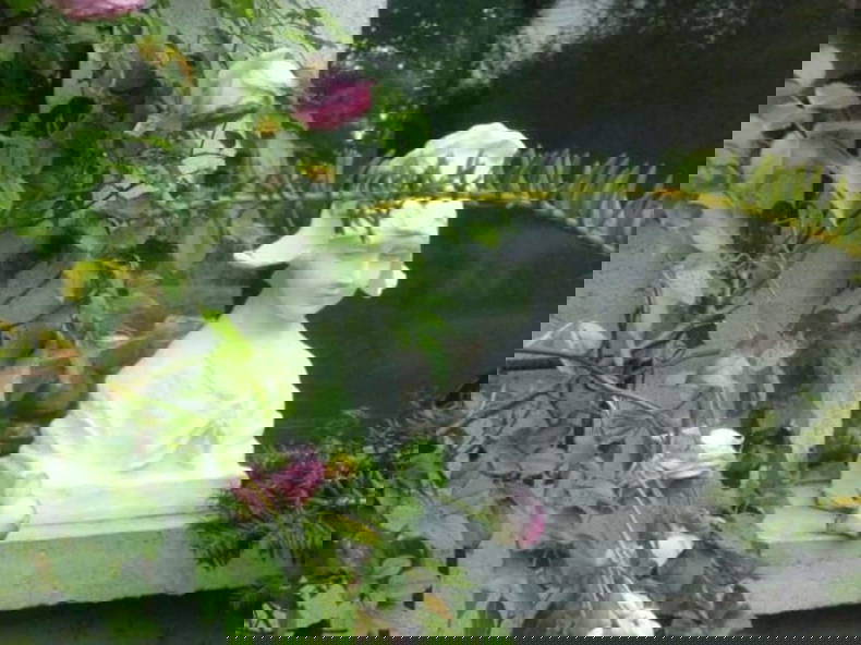 Entire Home Lorris 93866-1