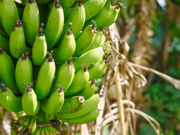 Logement Entier Ste Suzanne 251681-15