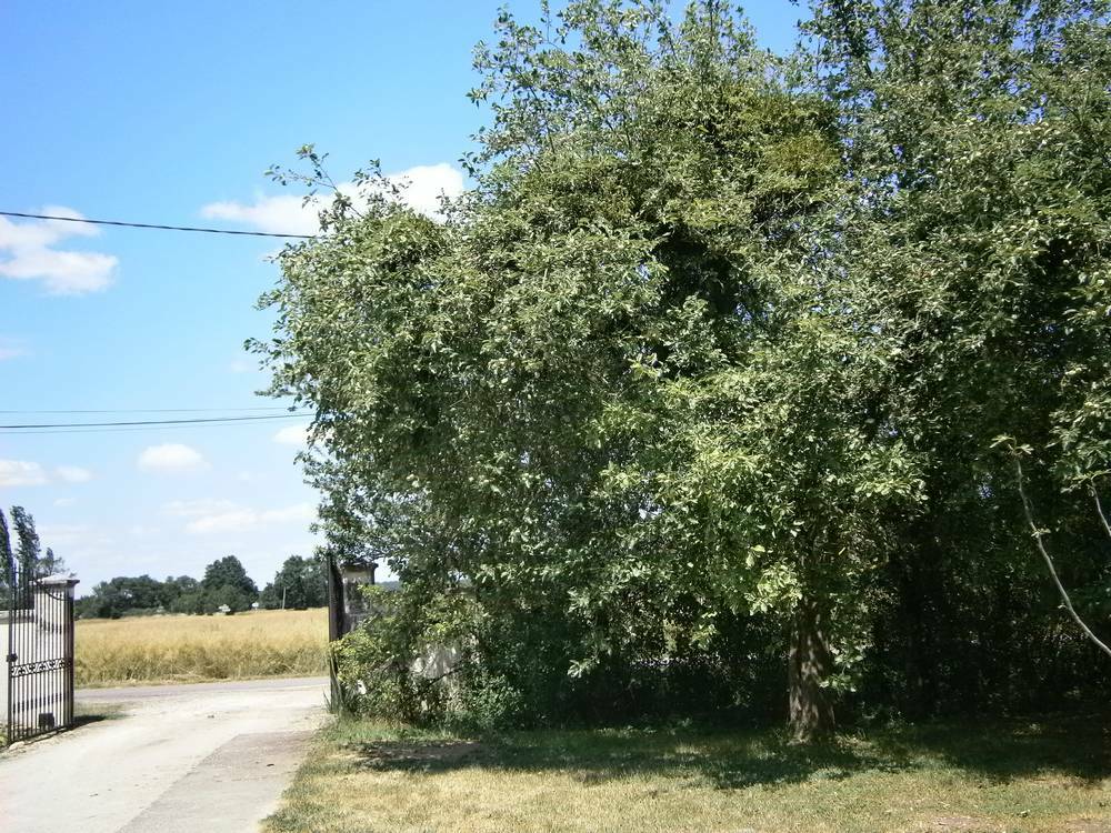 Estudio Independiente Sennecey-le-Grand 145387