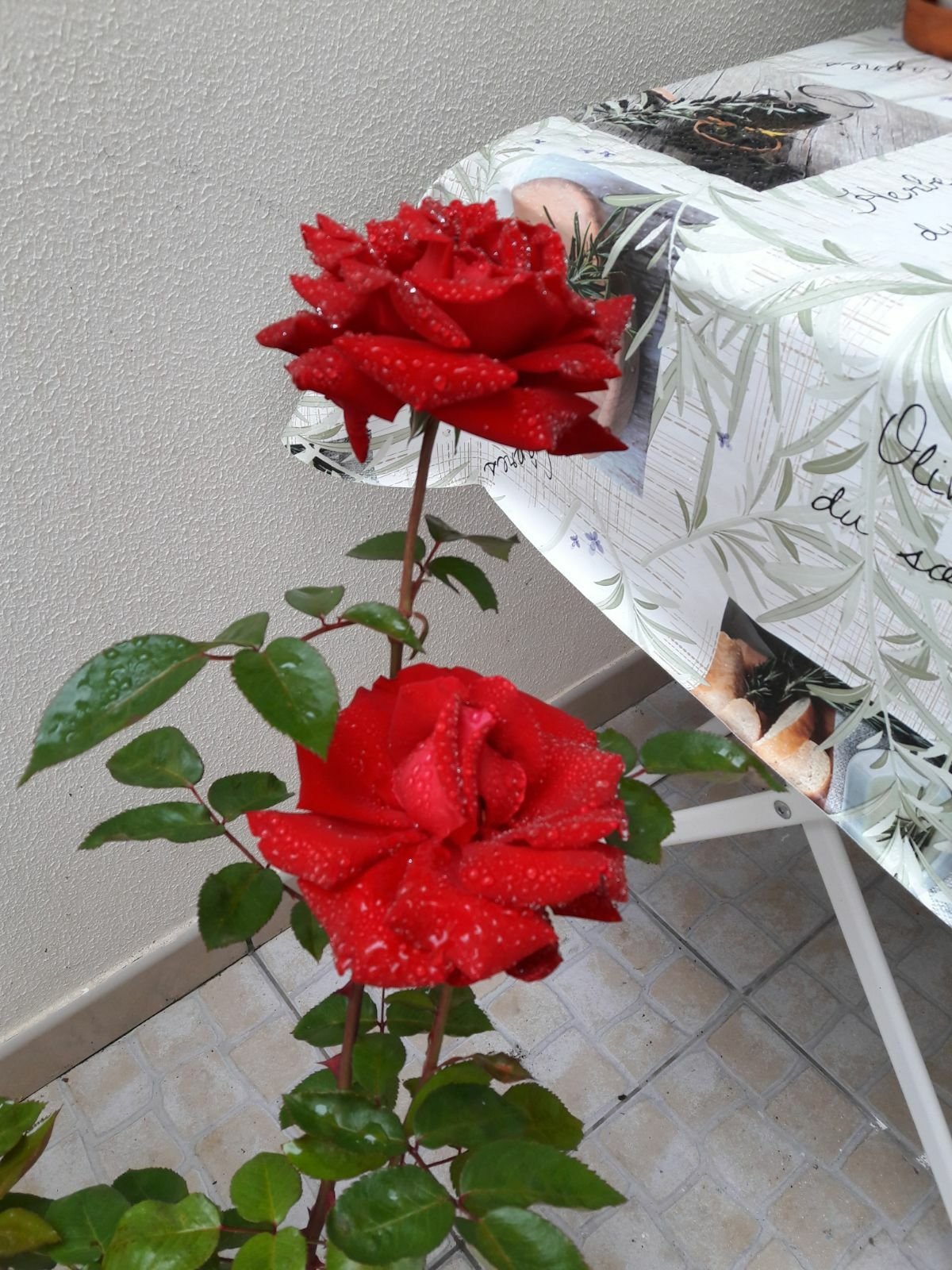 Homestay Atouguia da Baleia 204863