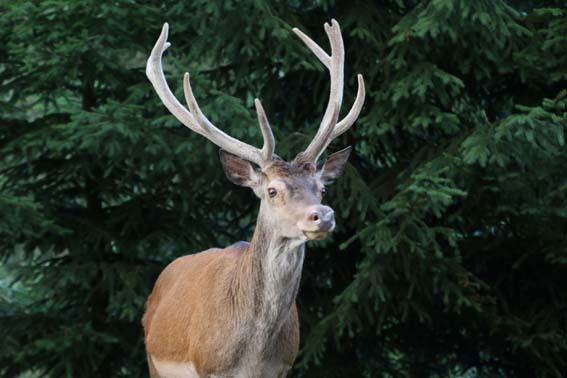 Tutta La Casa Wangenbourg-Engenthal 143103