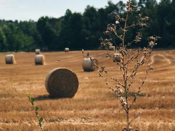 Chambre Chez L'habitant 08260 324491-11