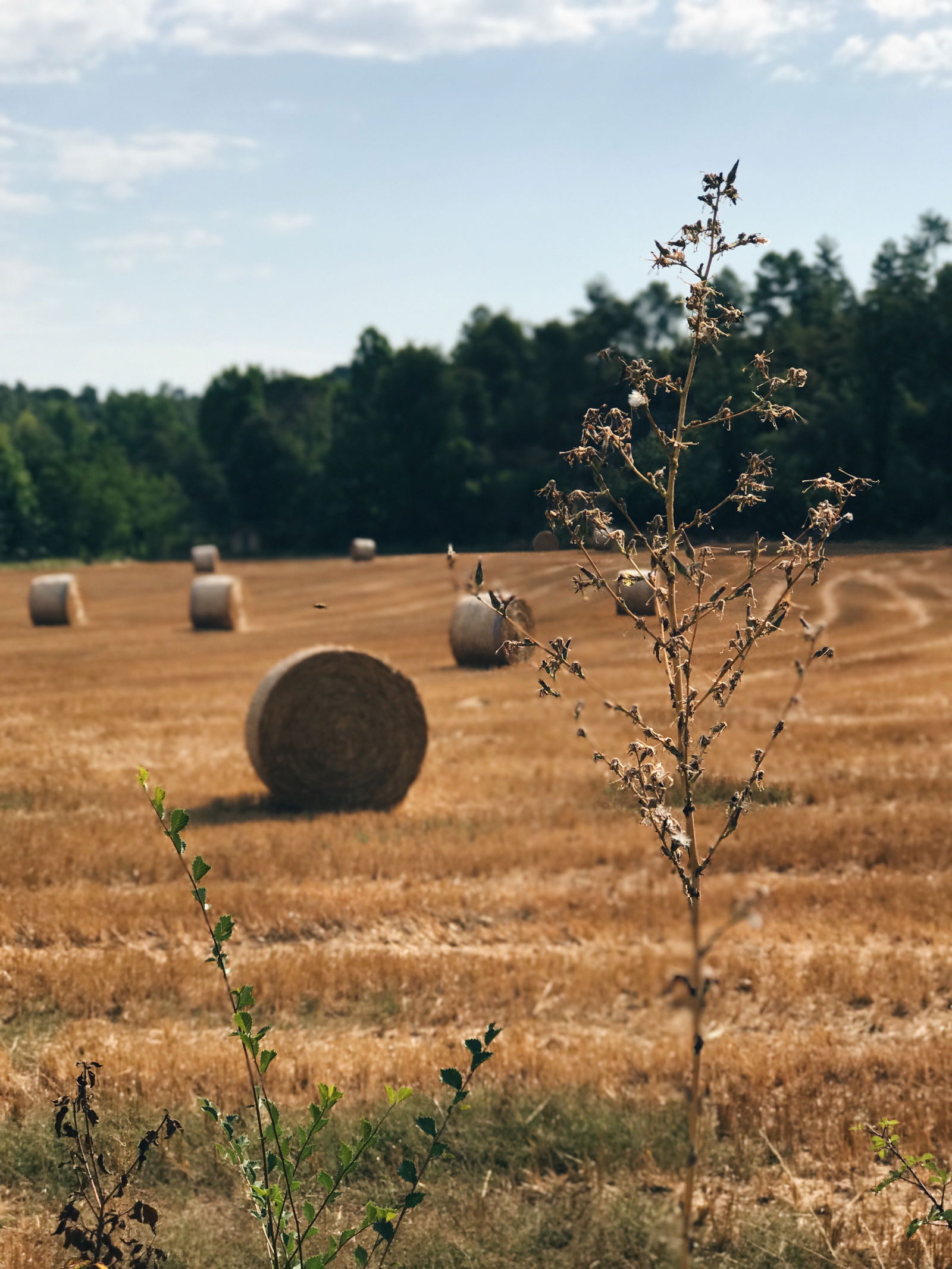 Gastfamilie 08260 324491